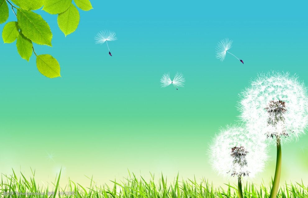 蒲公英自然背景图片