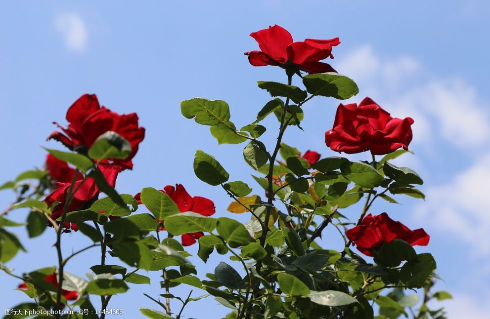 月季花图片