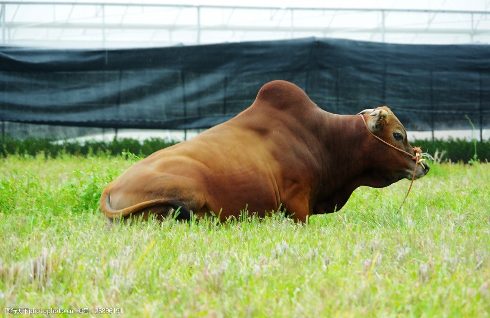 田园风光黄牛卧草