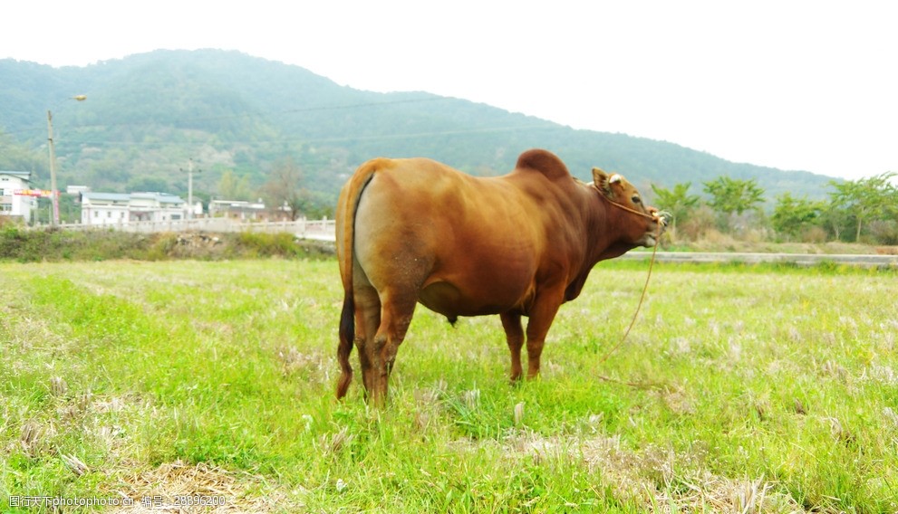 鄉村田園黃牛牧草