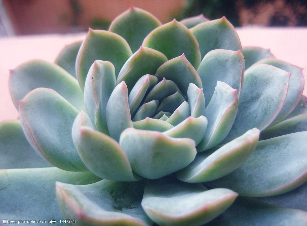 关键词:红边月影 多肉 肉肉 植物 盆栽 花草 摄影