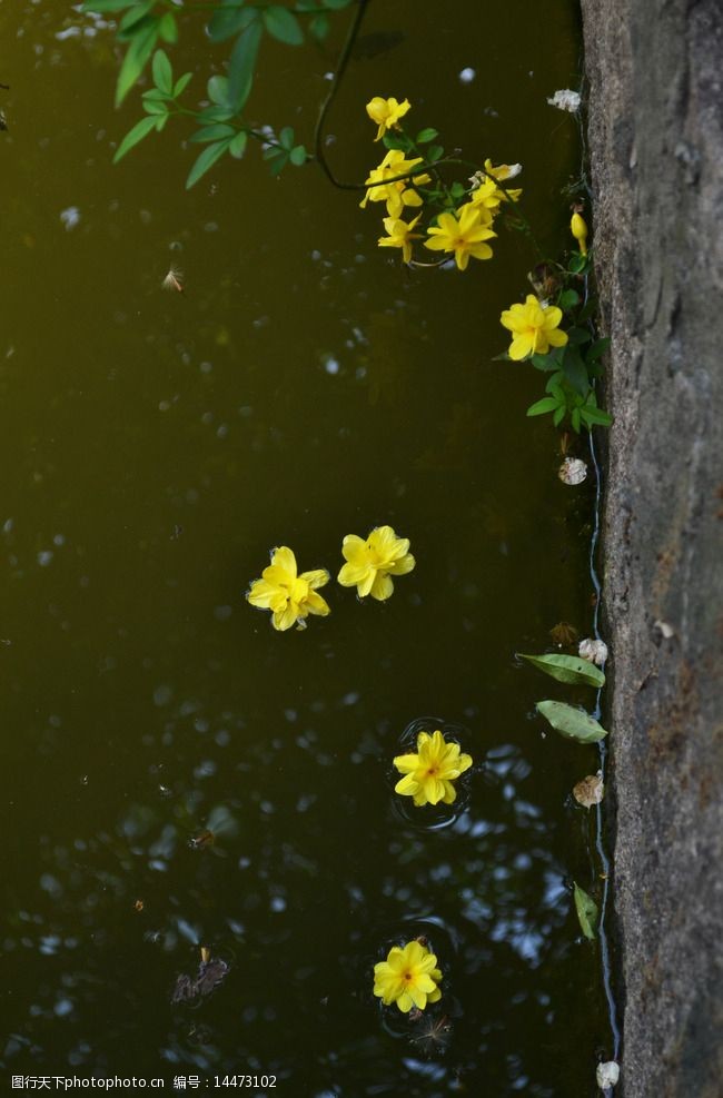 花瓣飘落水中的图片图片
