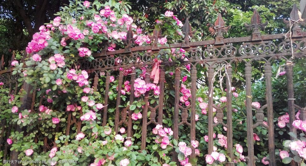 设计图库 生物世界 花草   上传: 2015-5-23 大小: 776.