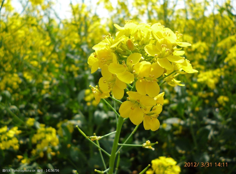 油菜花圖片