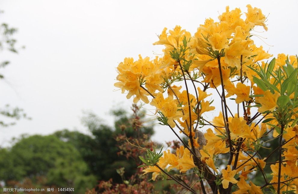 黄色杜鹃图片