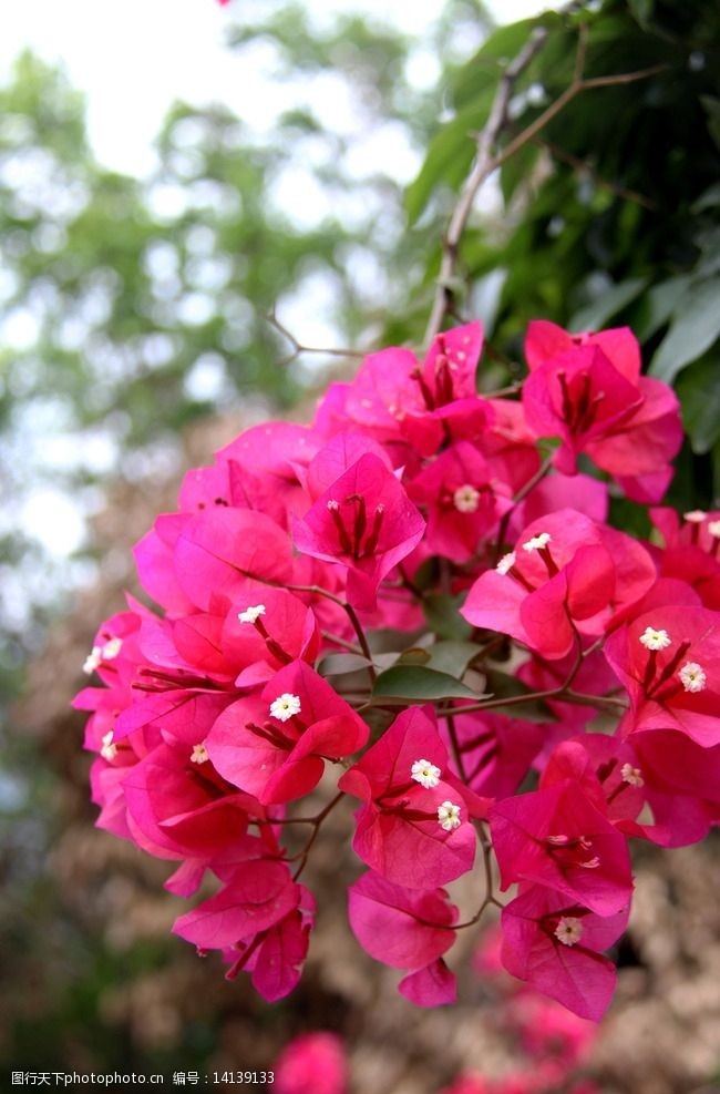 红色三角梅图片