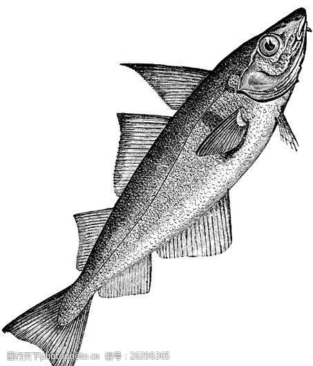 关键词:水生动物 fish 鱼 动物素描 设计素材 动物专辑 素描速写 书画
