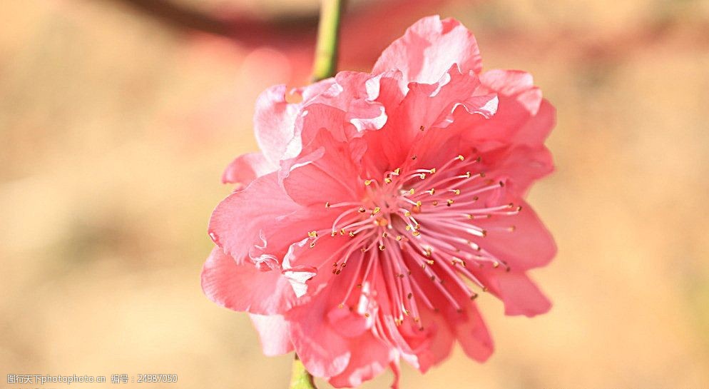 美丽的桃花图片