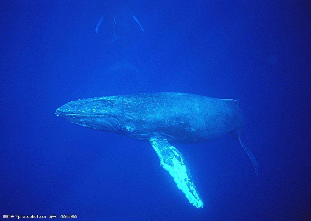 海底生活 大海 鲸鱼 海面 水中生物 生物世界 图片素材     蓝色 jpg
