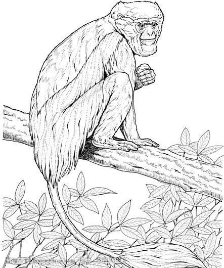 primates灵长类猩猩猿猴狒狒动物素描