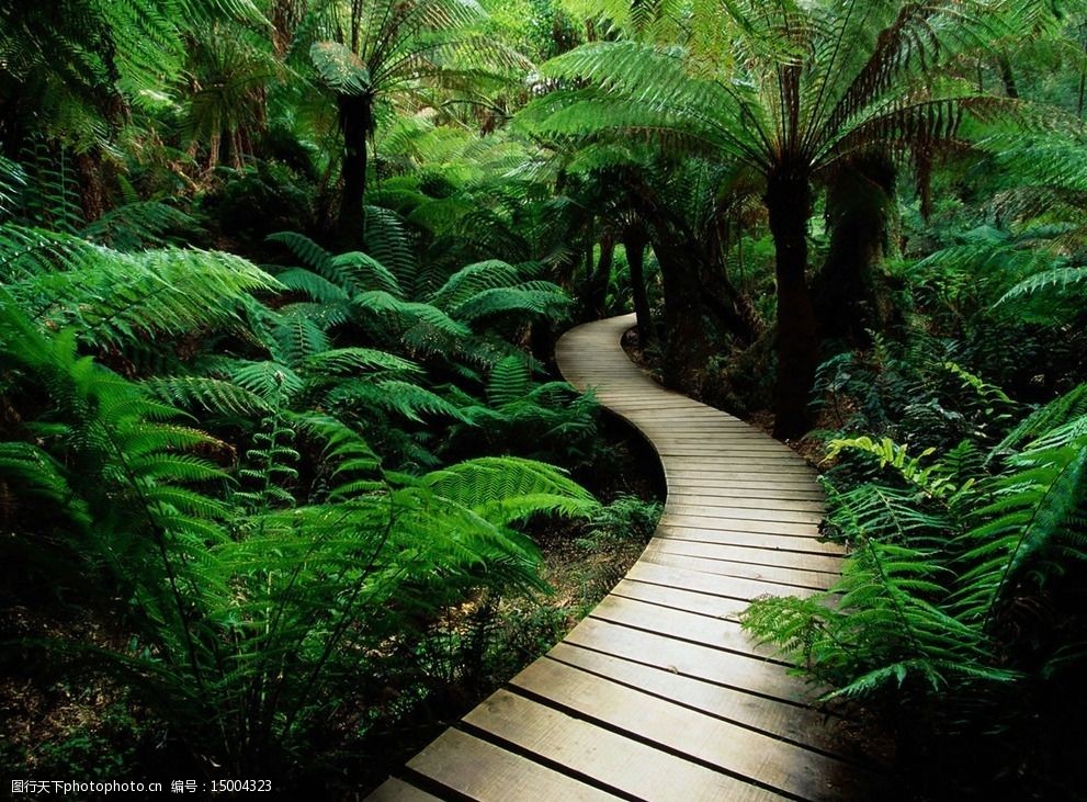 关键词:秘密花园 曲径通幽 林中小道 小小木桥 林中曲径 摄影 旅游