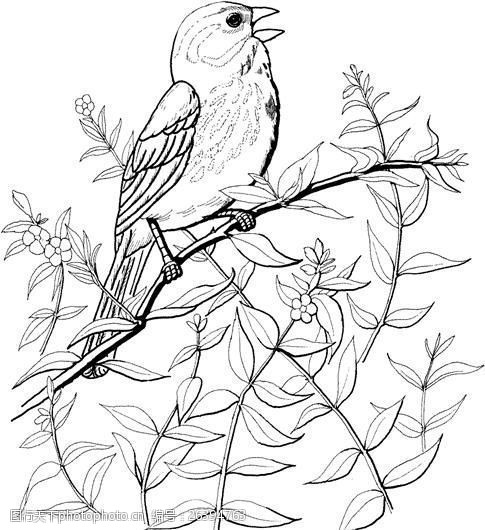 鳥類素描動物素描