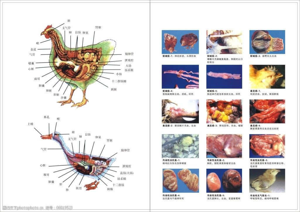 关键词:禽用兽用图谱海报免费下载 禽用兽用图谱海报 禽图谱 禽内脏