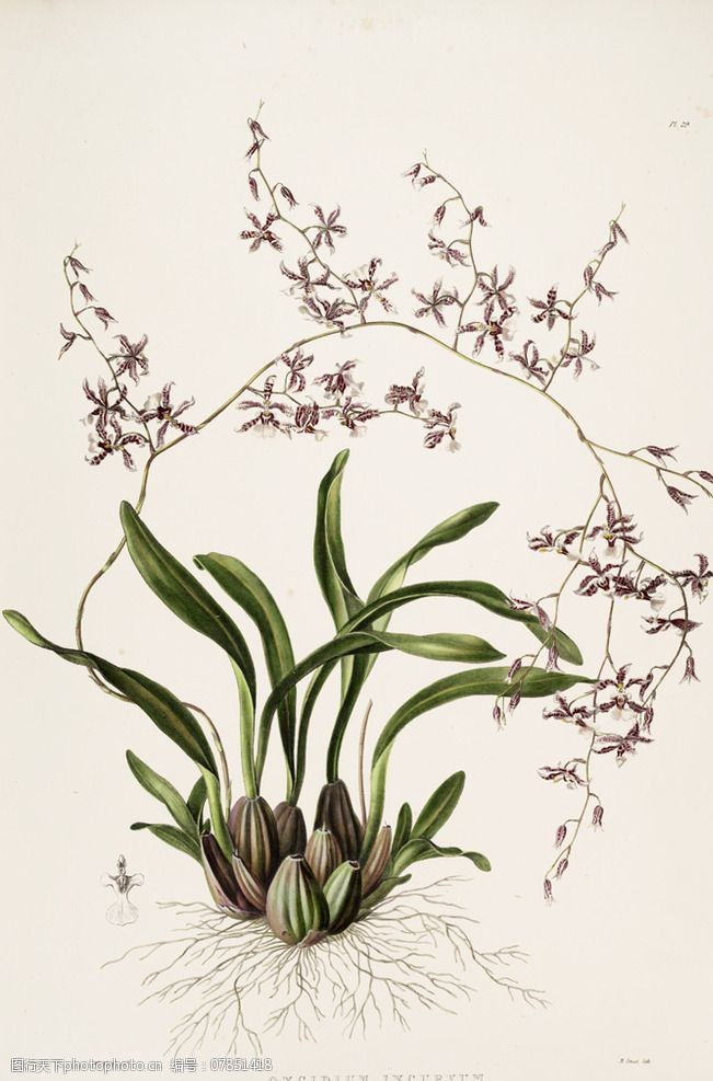 手绘兰花植物图谱图片
