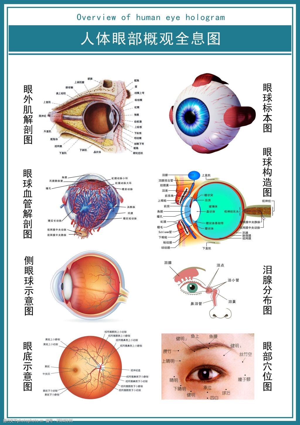 医学眼睛部位图解图片