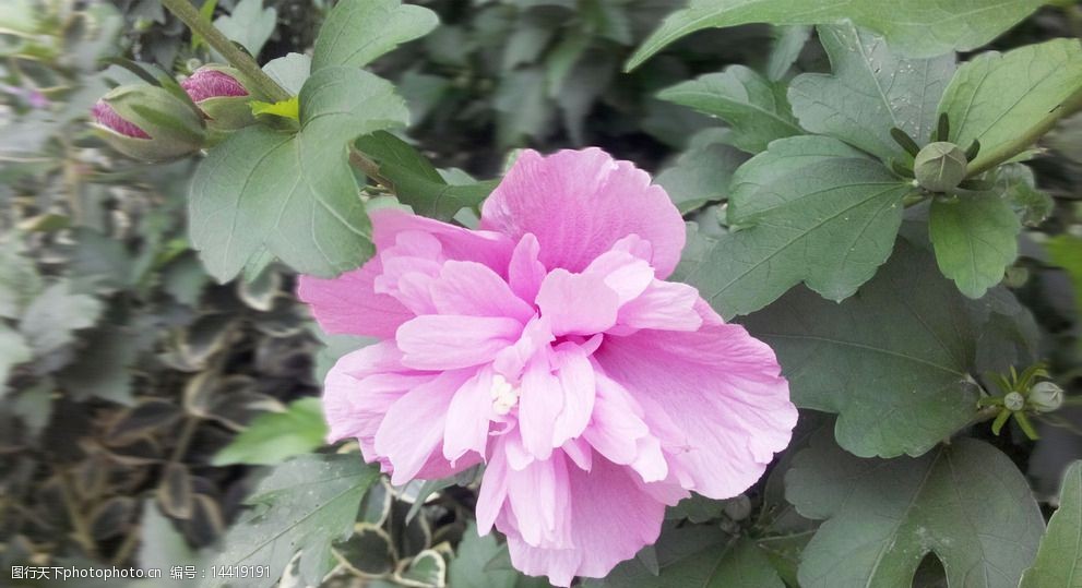 粉系牡丹花图片