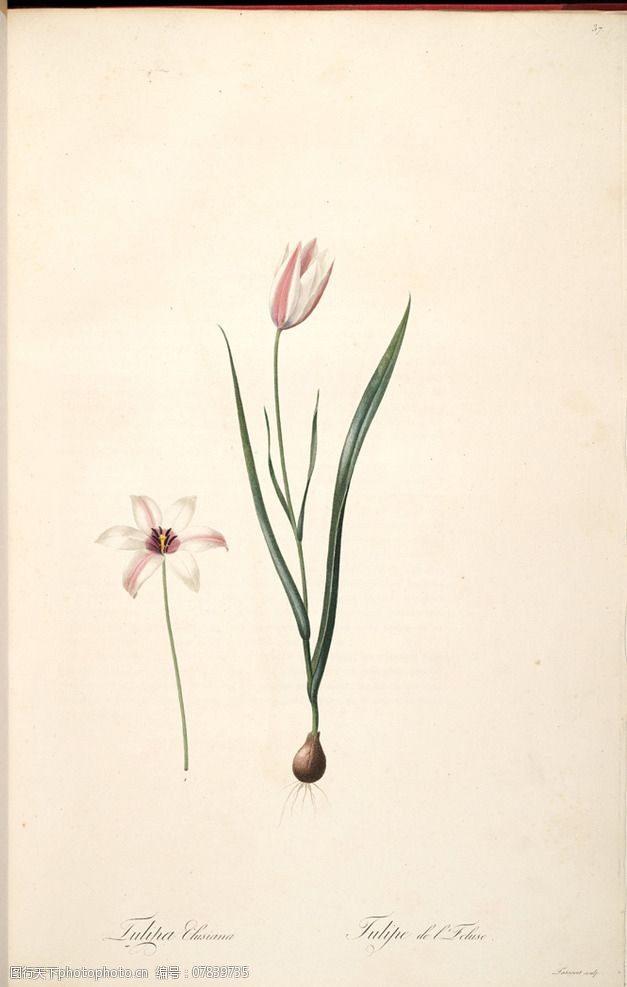 兰花雷杜德手绘花卉插画图片