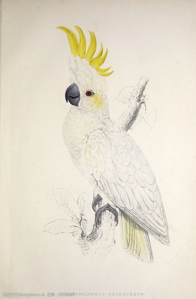 高清鸟类插画手绘鹦鹉装饰画图片