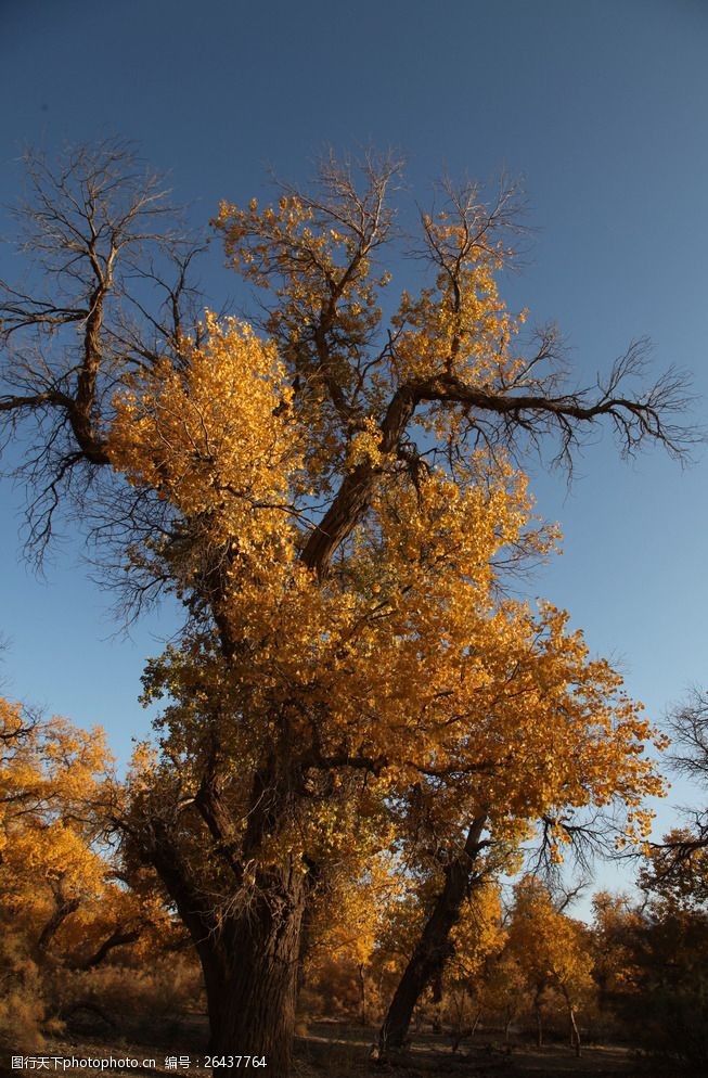 设计图库 高清素材 自然风景 关键词:胡杨林风光 唯美的胡杨林 老树
