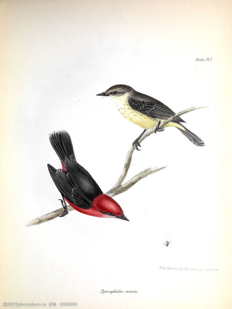 手绘小鸟高清鸟类插画图片