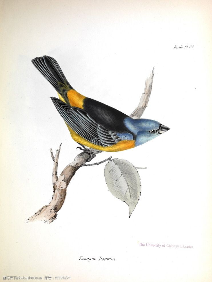 手绘小鸟高清鸟类插画图片