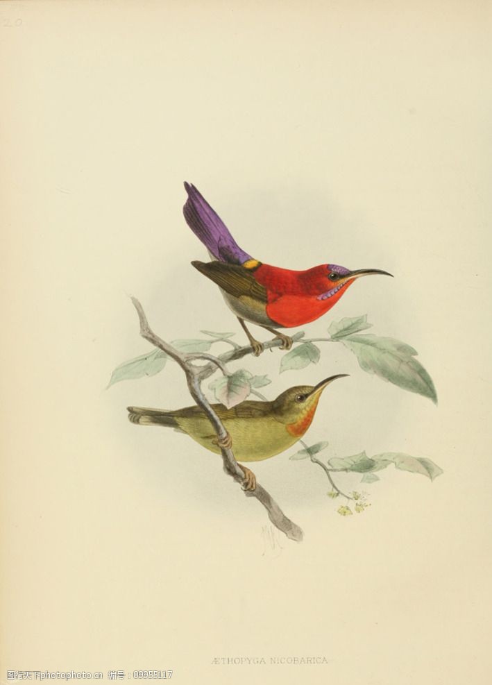 太阳鸟高清插画花鸟装饰画图片