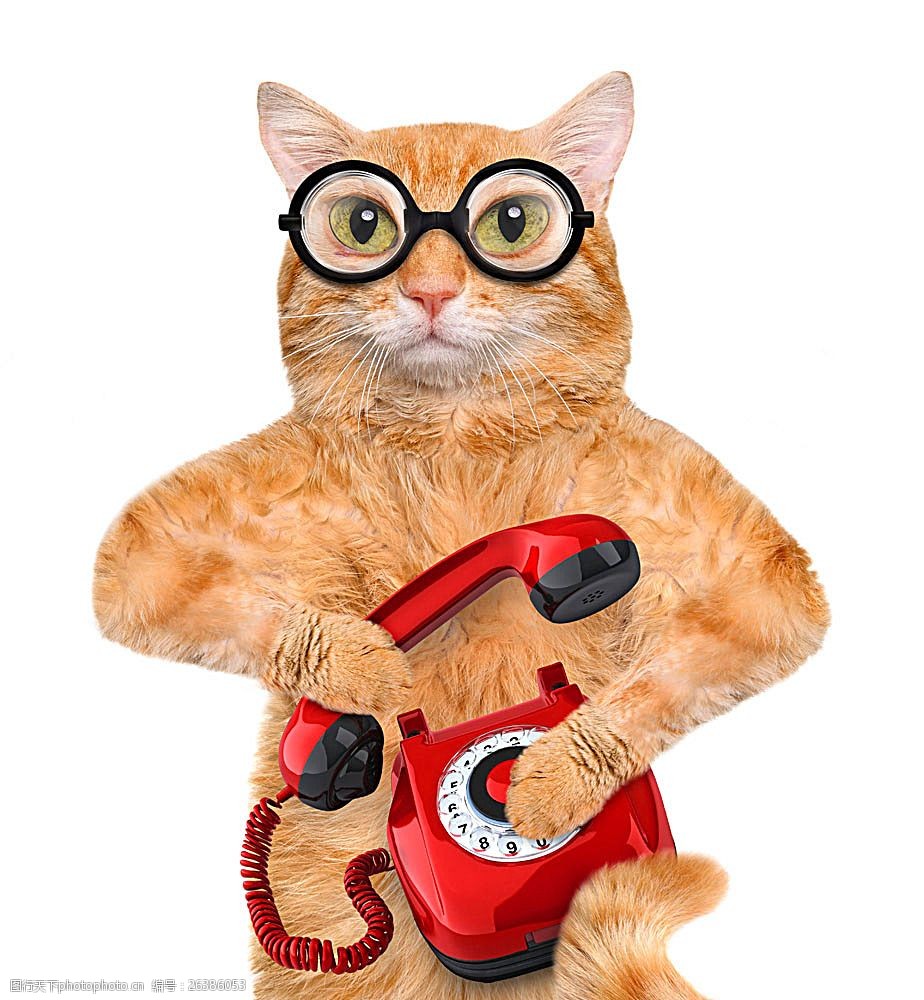 卡通猫真实电话图片