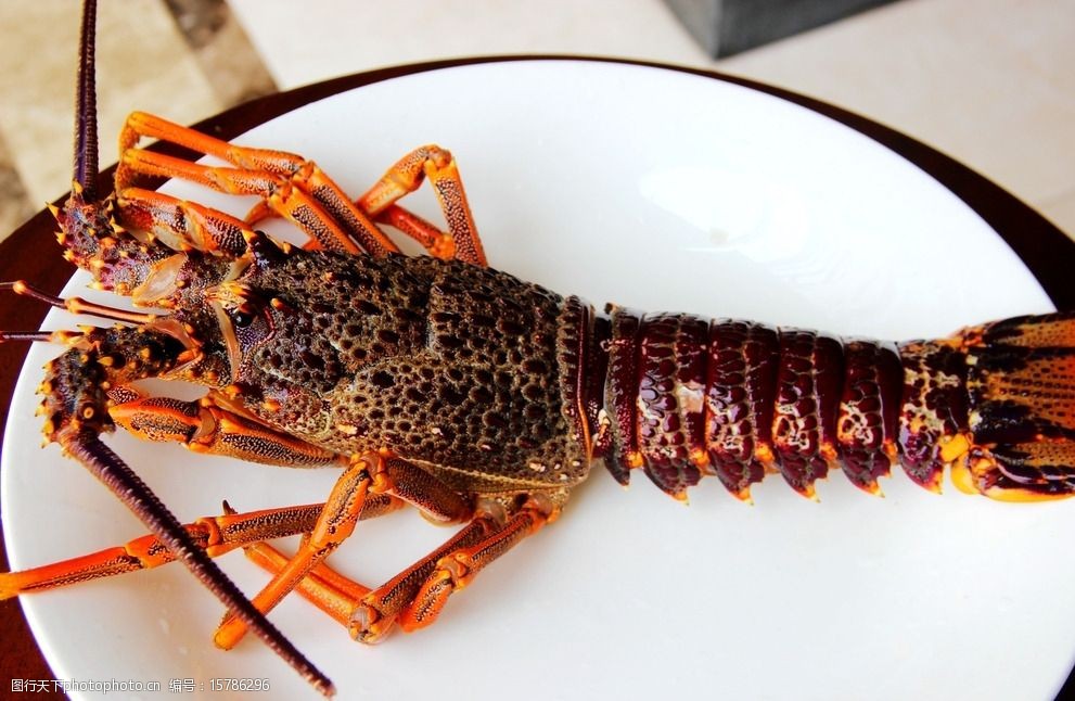 海鲜澳洲龙虾图片