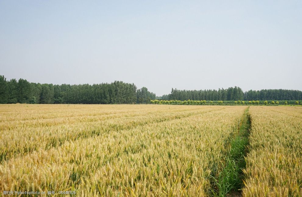 关键词:金黄的麦田 麦田 小麦 麦子 金黄 麦地 绿地 收获 摄影 自然