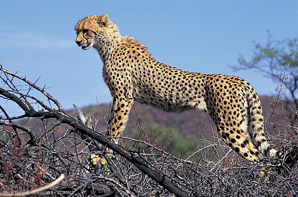 树枝上的金钱豹子