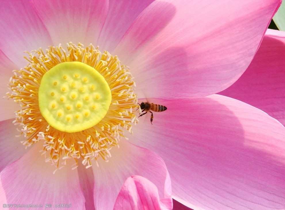 荷花与蜜蜂图片