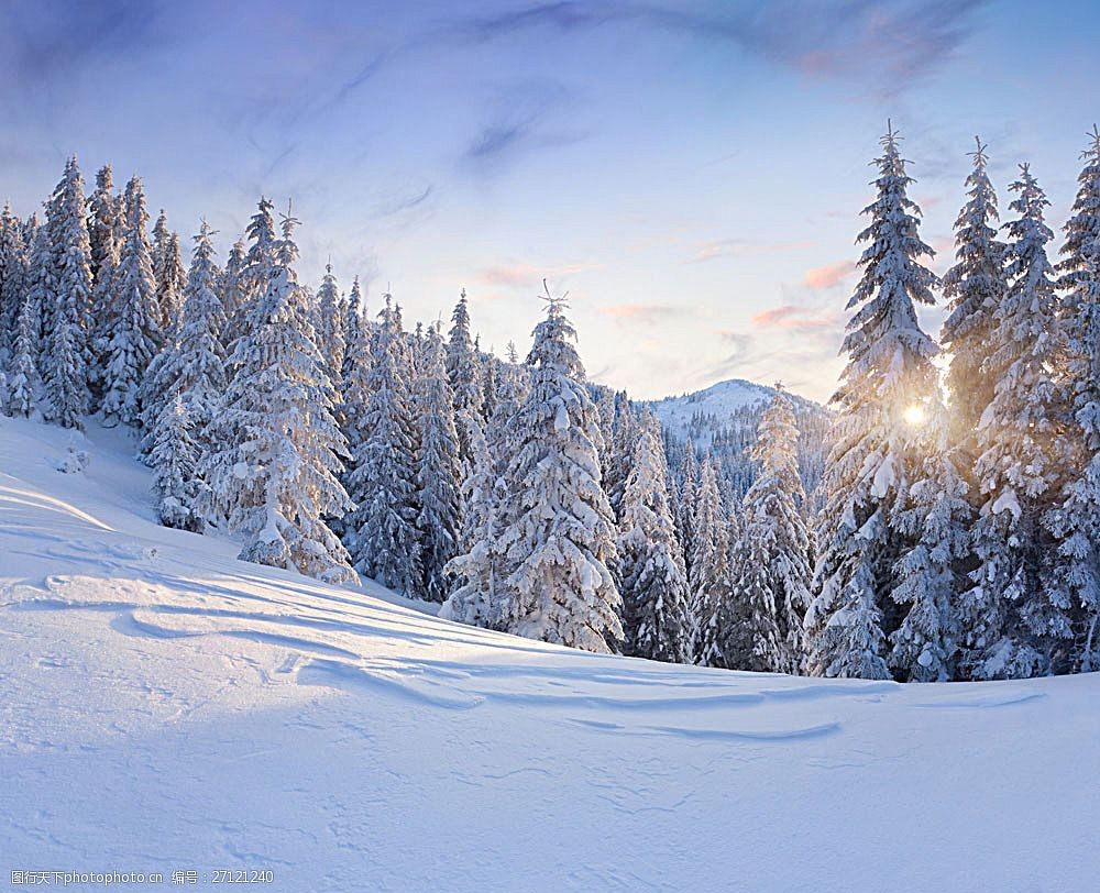 美丽冬天的树林