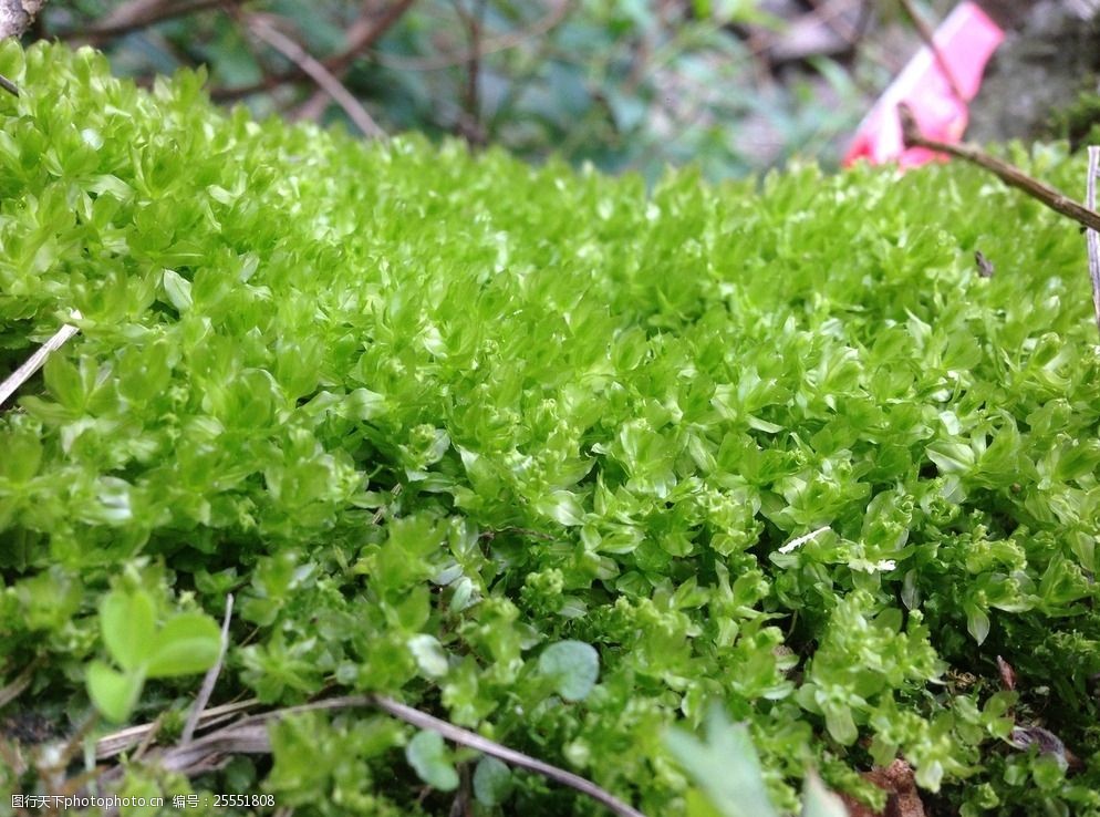 苔藓小草图片