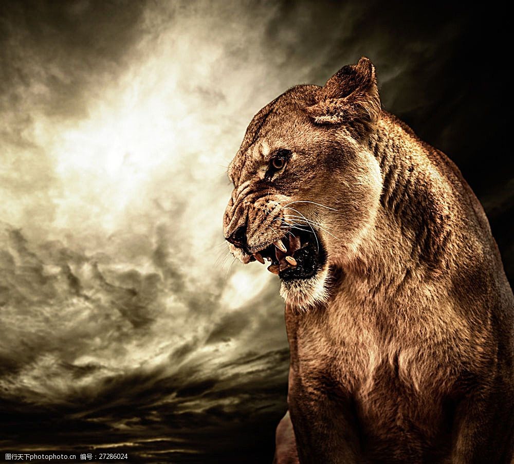 狮子发怒图片