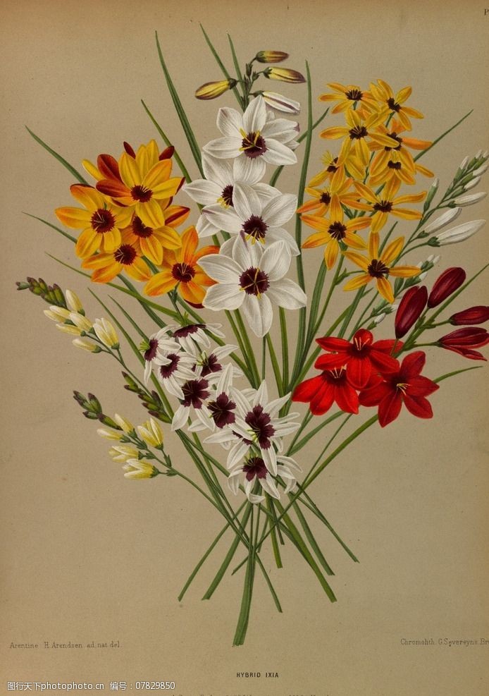 复古手绘一束野花图片