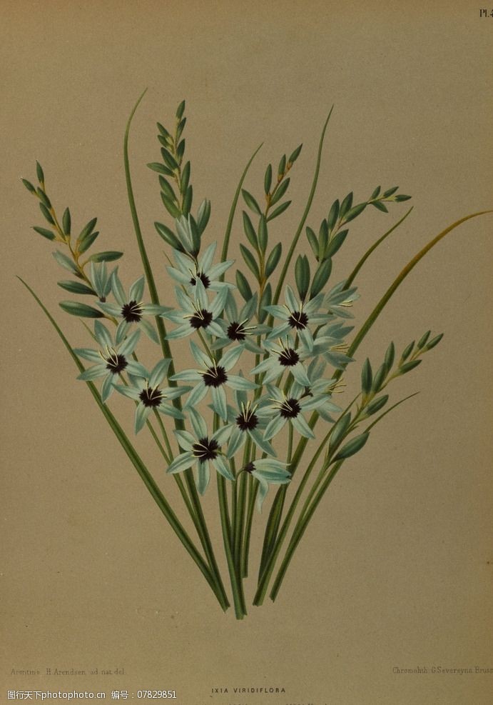 复古手绘一束野花图片