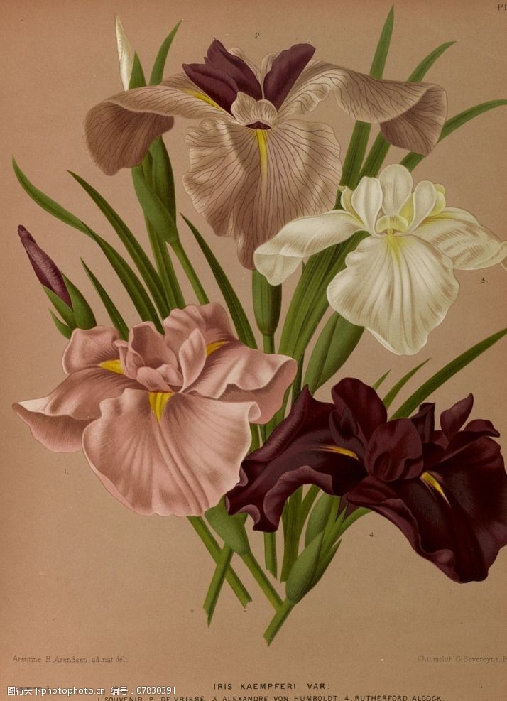复古手绘鸢尾花图片