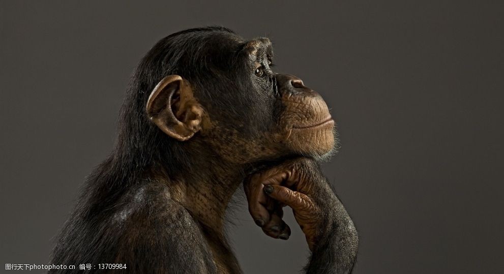 关键词:思考中的黑猩猩 高清 摄影 动物 猩猩 黑猩猩 高清摄影收藏