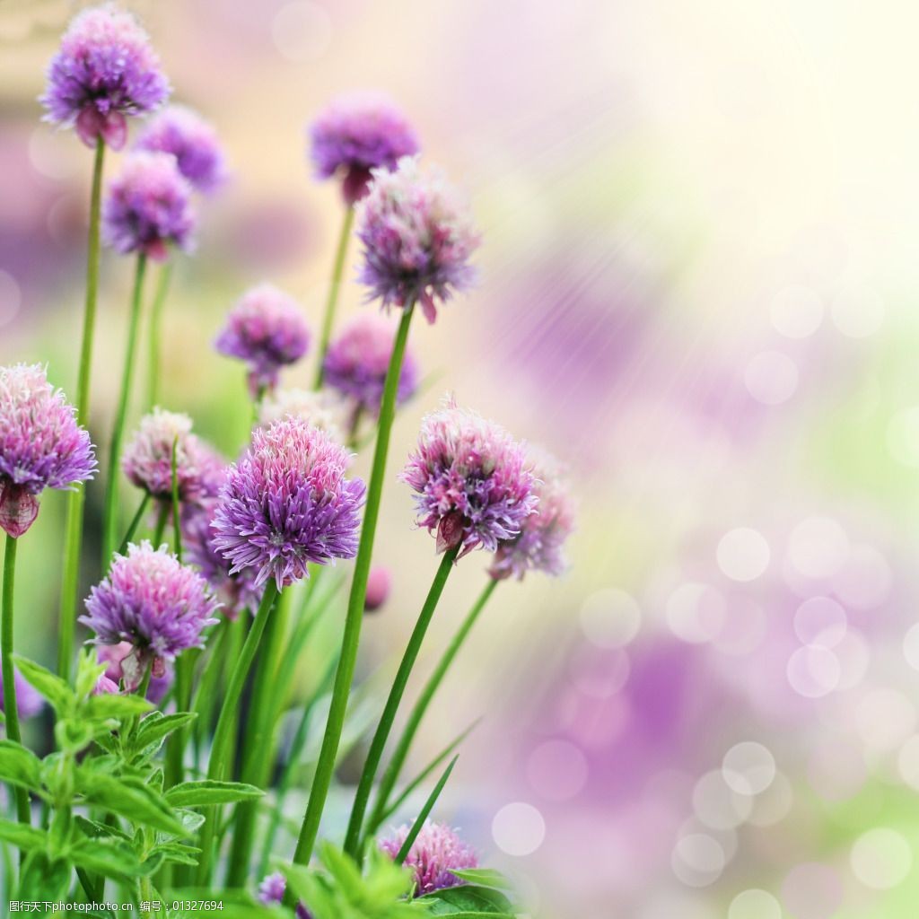 紫色小花闪烁背景