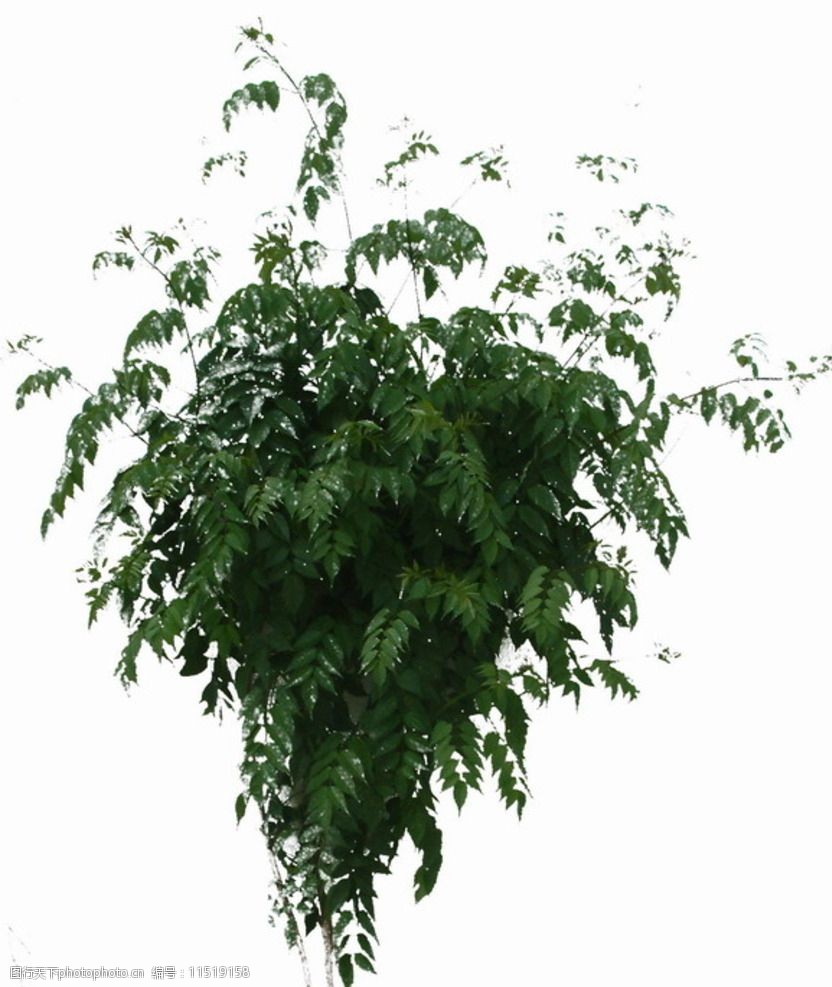 灌木丛带通道tiff图图片