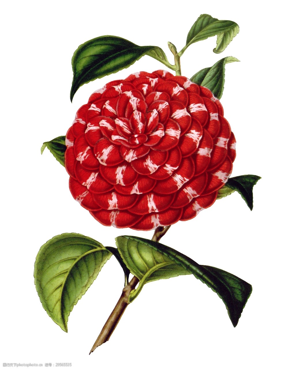 红色高清华丽复古彩绘花朵