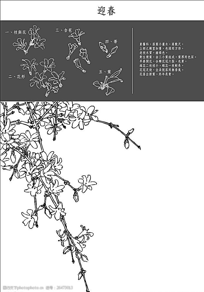 中国工笔画迎春花图片