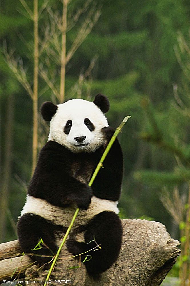 熊猫 野生动物 生物世界 摄影 草地 国宝 思考中的熊猫 竹子 陆地动物
