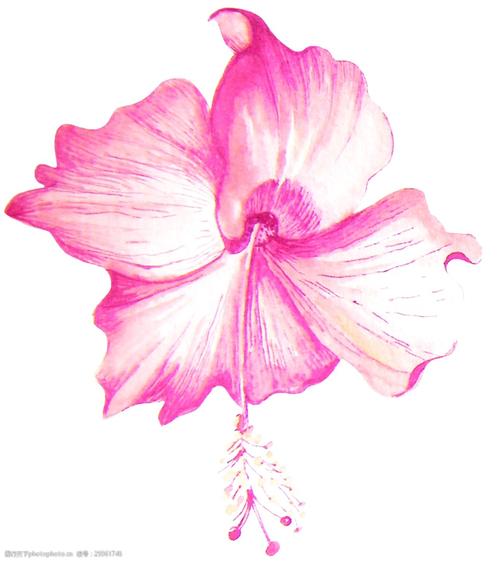 一朵粉红色扶桑花透明素材png