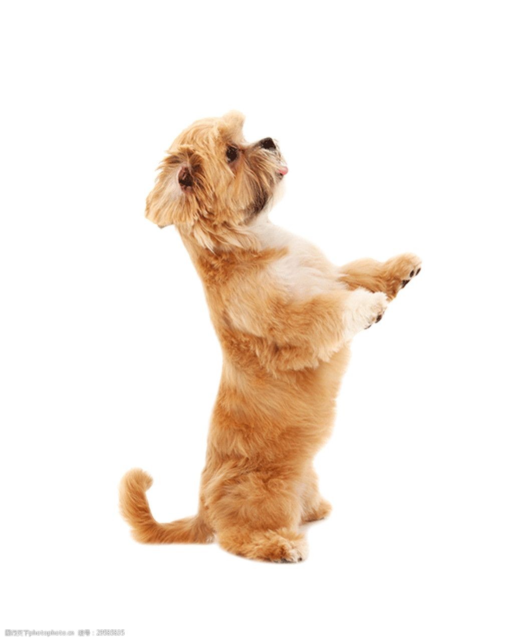 撒娇可爱小泰迪产品实物