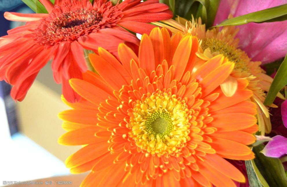 非洲菊摄影图图片