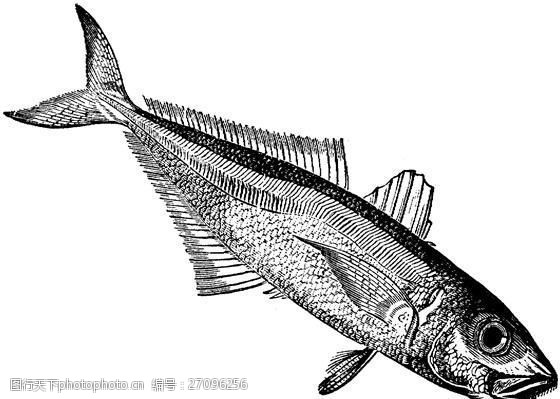 關鍵詞:水生動物 fish 魚 動物素描 設計素材 動物專輯 素描速寫 書畫