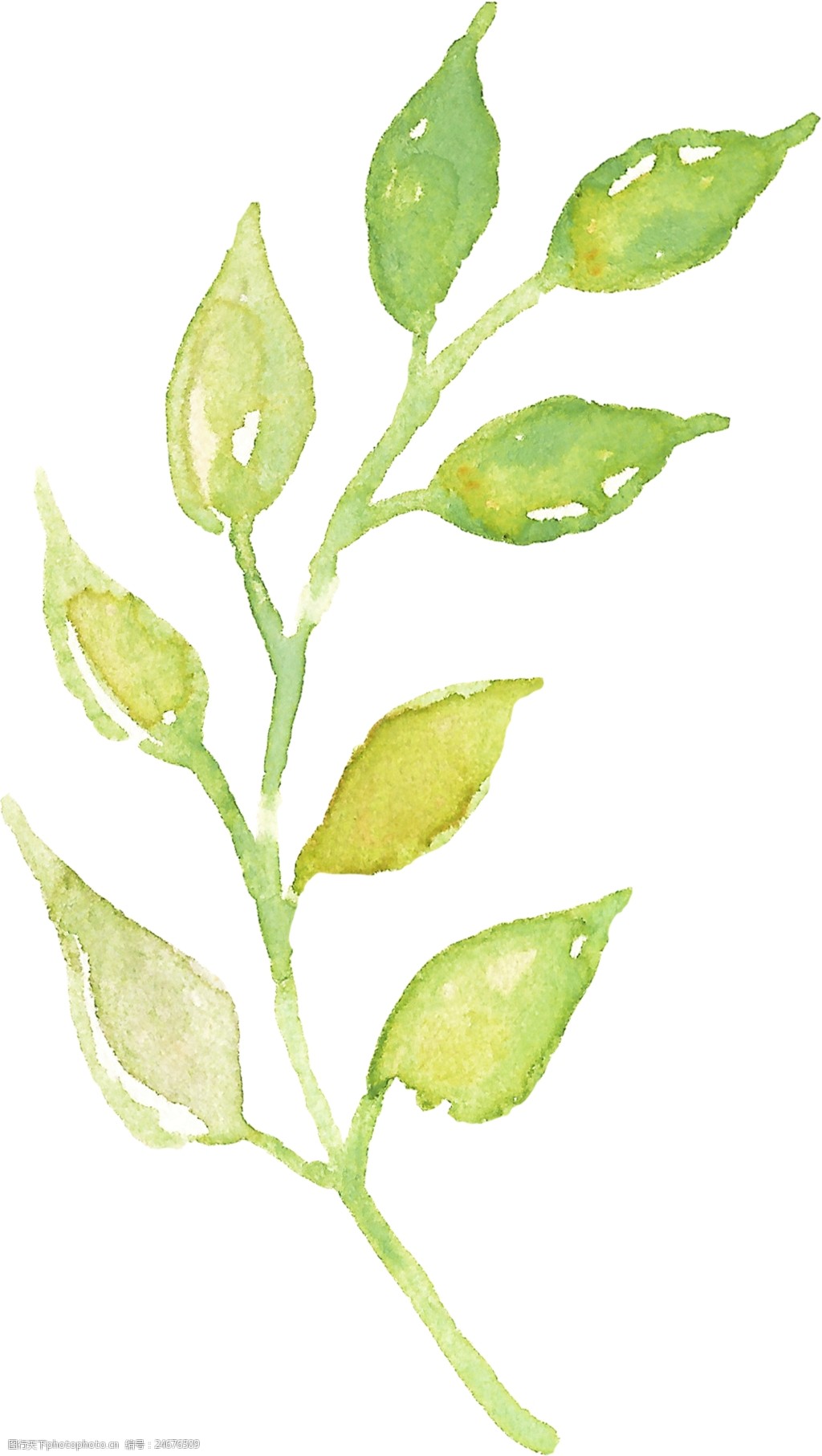 一枝美丽树枝图片素材