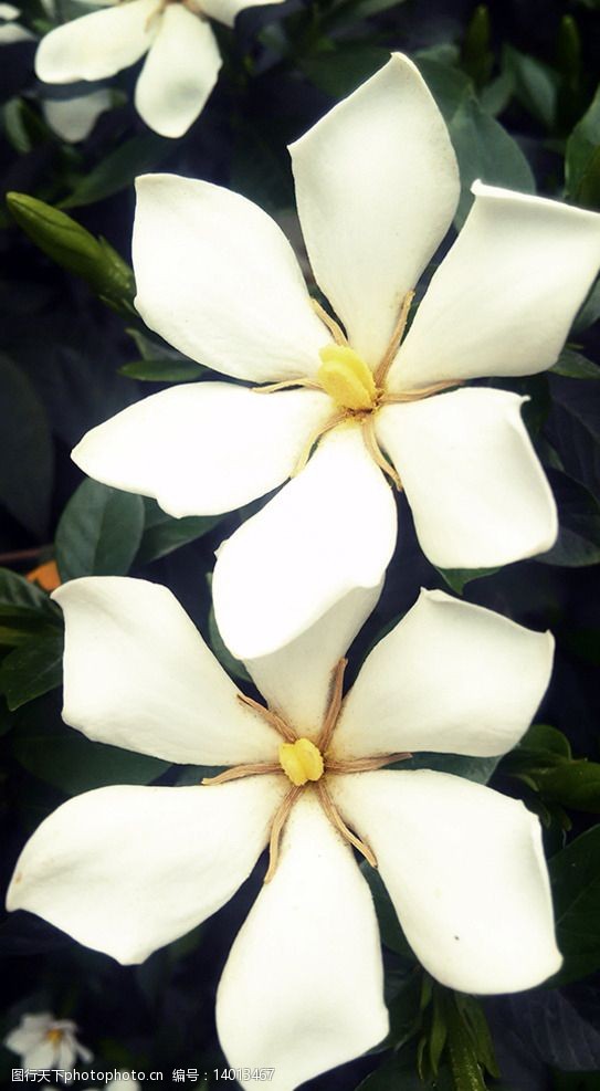 水横枝栀子花图片