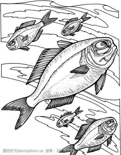 关键词:鱼 水中动物 动物素描 设计素材 动物专辑 素描速写 书画美术